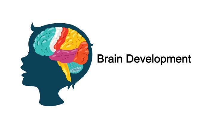 Brain Development