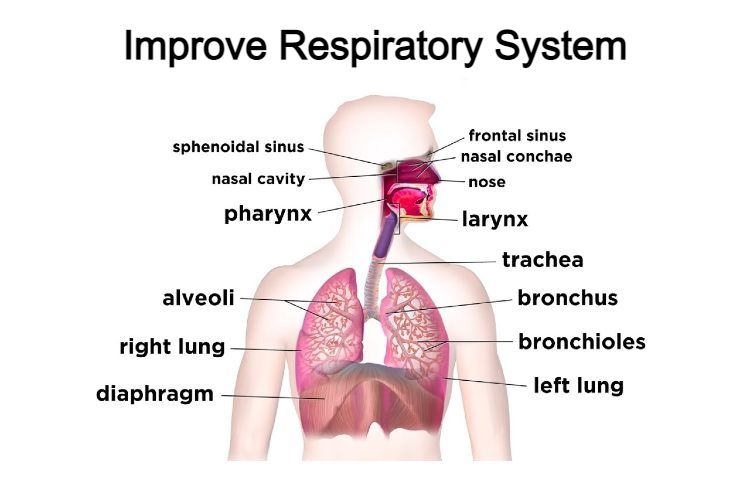 Improve Respiratory System
