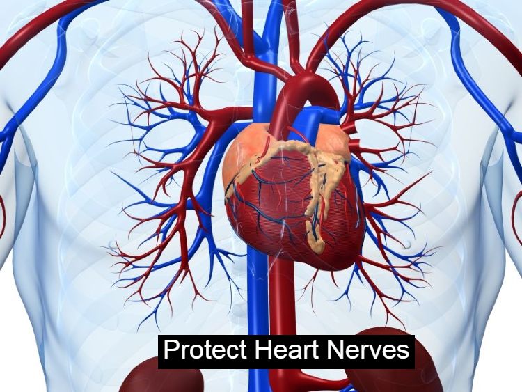Protect Heart Nerves