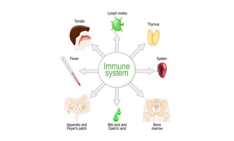 Impact of Chiropractic Care on Immune System Function - Spinal ...